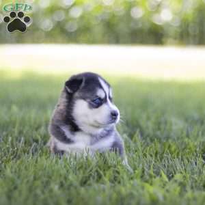 Sage, Siberian Husky Puppy